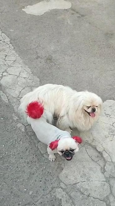 ev iti satisi: Pekines, 1 ay, Erkek, Peyvəndli — 10