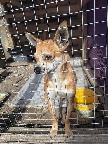 kavkaz coban iti: 2 ay, Erkek, Peyvəndli, Ünvandan götürmə — 10