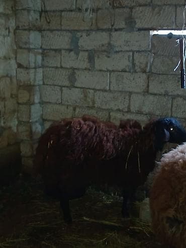 Qala cinsi 1 ilik qocdu 6 ayından sürür heyvan Əsil damazlıq heyvandı — 1