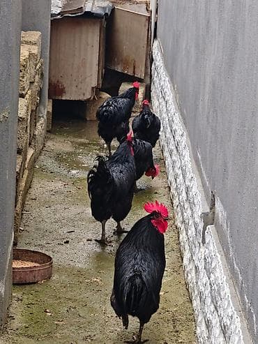Цыплята: Satılır: Qara rəngli kənd toyuqları (xoruzlar) təmiz qandılar əsil — 2