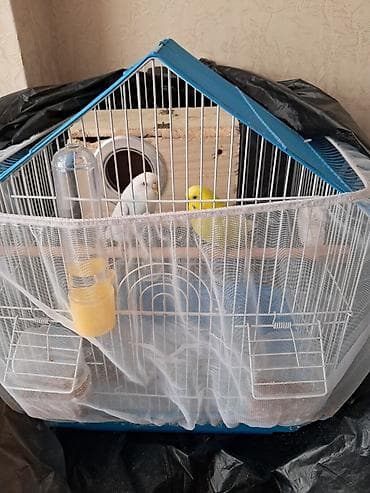rengli quslar: Dalmatin və sarı rəngli iki dalğıç papağanla birlikdə tam dəst quş — 1