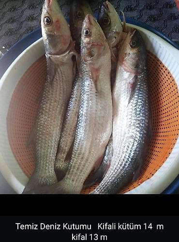 baliqlarin qiymeti: Məhsul: Dəniz kütümü (kifalı) Təsvir: - Təmiz dəniz kütümü balığı - — 1