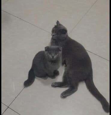 вислоухий сиамский кот: Шотладская вислоухая — 8