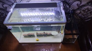 filtir: Balıqlarla birlikdə, 60 l, Ünvandan götürmə — 2