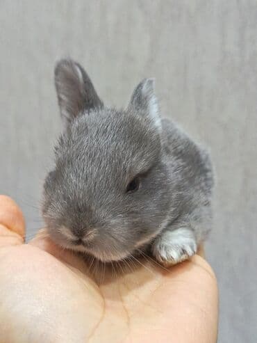 dovşan qiymətləri: Dovşanlar — 1