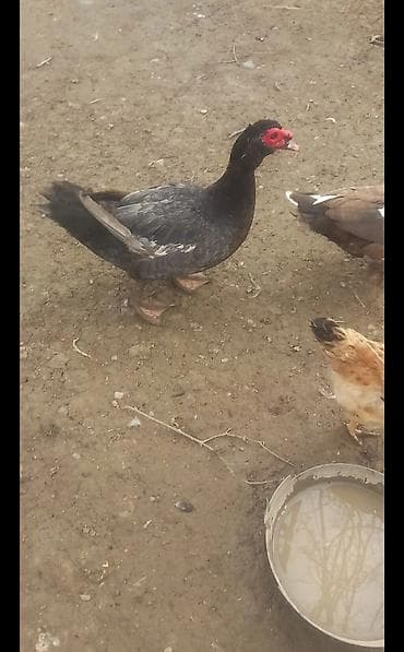 cucə və xoruz təmsil: Erkək, | Lal ördək, Damazlıq — 3