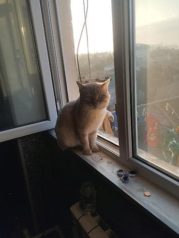 benqal pişiyi: Erkək, Yaxşı əllərə, Ünvandan götürmə — 1