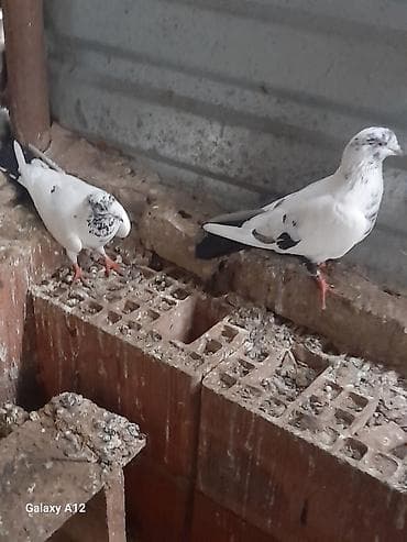 quş adları: Cut 50manat cuduler Xüsusiyyətlər: - Rəng: Ağ fonda qara/boz xallı və — 2