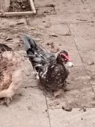 yerli inekler: Başlıq:Ev quşları Təsvir: Həyət quşları satılır: - Ördeyin xoruzu – — 7