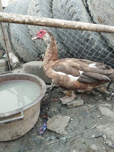 2 ayliq cuceler: Krasnadar erkəy ördəklər satilir 5 6 kq olar hardasa qiymət sondur iri — 2