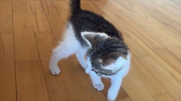 возьму котенка в добрые руки: Yaxşı əllərə — 4