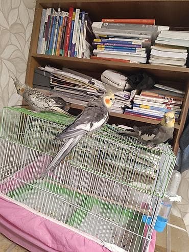 Quşlar: Nimfa (Cockatiel) quşları və qəfəs dəsti - Növ: Nimfa papuqayı — 4