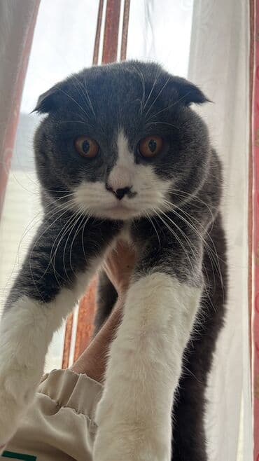 pişik sortları: Şotland yastı qulaq, Erkək, Cütləşmə üçün, Ünvandan götürmə, Ödənişli çatdırılma — 4