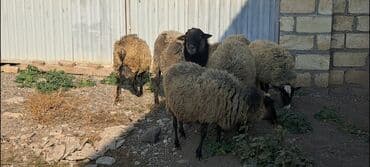 Inəklər, öküzlər: Salam Satır Ramanov qoyunları Boğaz. damazlığ 4 tişi 3 erkəydi — 7