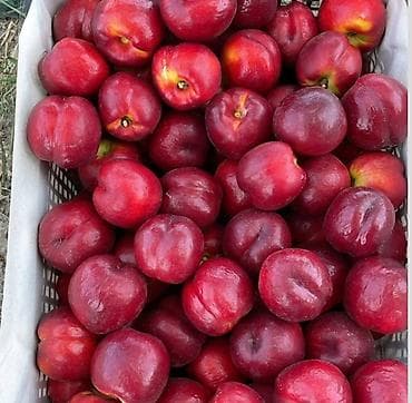 gəncədə həyət evləri: 44 sot, Biznes üçün, Kupça (Çıxarış) — 6