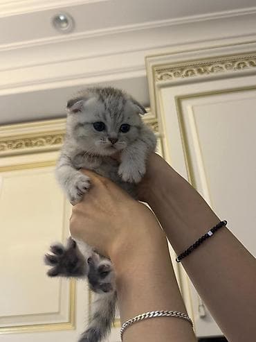 pişikler: Şotland — 2