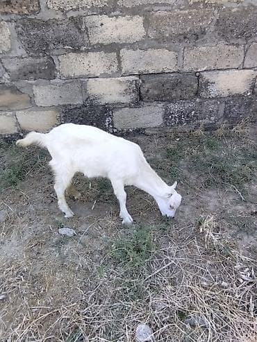 keci satanlar: Dişi, il: 1, Damazlıq, Ünvandan götürmə — 4