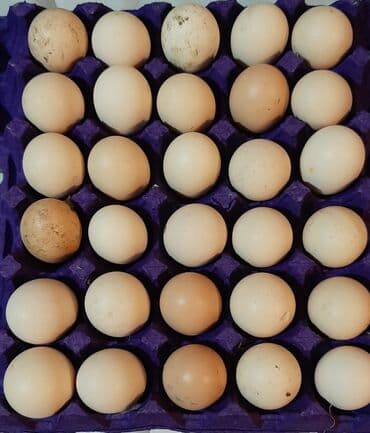 korella quş: Bu toyuqların yumurtaları sifarişlə yığılıb satılır öz həyətimdədi — 1