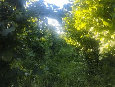 Çəngəllər: Fındıq bağçası – intensiv əkilili, səliqəli cərgələr vatsa əlaqə — 2