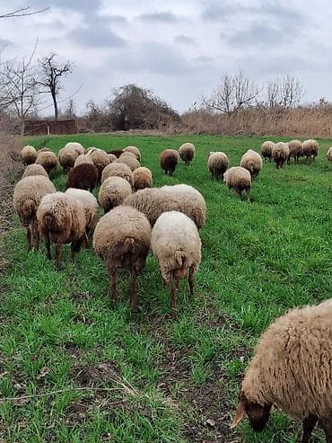 15 baş ana qoyundu satılıq.onlardan 10u balalıdı 5 denesi — 1