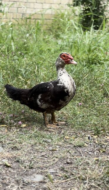 Muscovy ördəyi (indoutka) – qarışıq qara-ağ lələklər, qırmızı karnizli