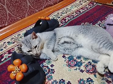 pled: Rəng - Boz Mikrofiber Pled — 4