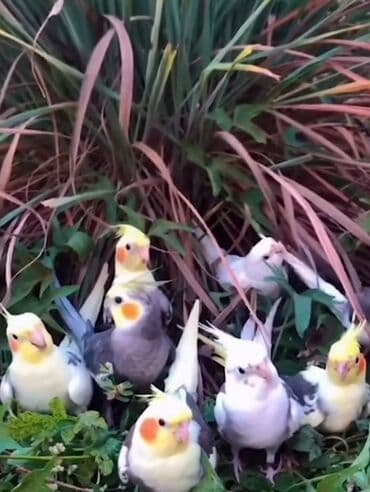 danişan quş: Salam bayram endi̇ri̇mləri̇ davam edi̇r . Bi̇ldi̇rmək i̇stərdi̇mki̇ — 6