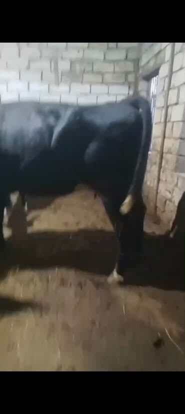 Erkək, il: 3, 900 kq, Ətlik