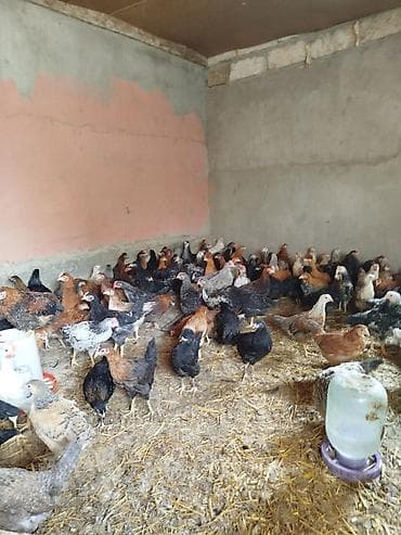 kənd colpalari: Toyuq cücələri, Damazlıq — 4