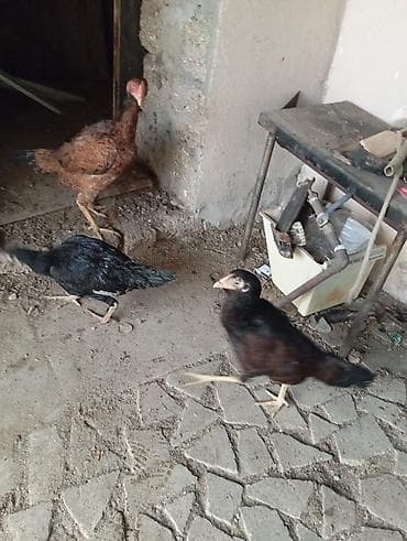 itler ucun bit dermani: Toyuq cücələri, Ətlik — 4