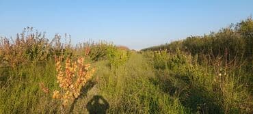 Gübrələr: Goranboy rayonu, Hazırəhmədli kəndində yerləşən 2 hektar meyvə bağı — 6