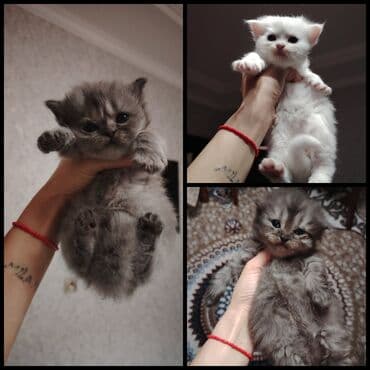 pers pişiy: Fars, Yaxşı əllərə — 1