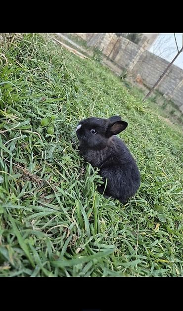 Птицы: Hər vaxdnz xeyr olsun dovşan balaları satılır ağ dovşan 6dənədi boz — 3