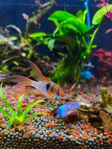 balıq akvarium: 1 cüt ramirezi balığı satıram. Erkək tülquyruq german ramirezidir — 1