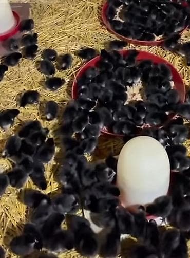 Keçilər, çəpişlər: Toyuq cücələri, Ətlik — 2