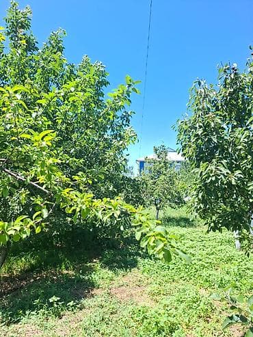 icare obyekt elanlari: 100 м², 3 комнаты — 7