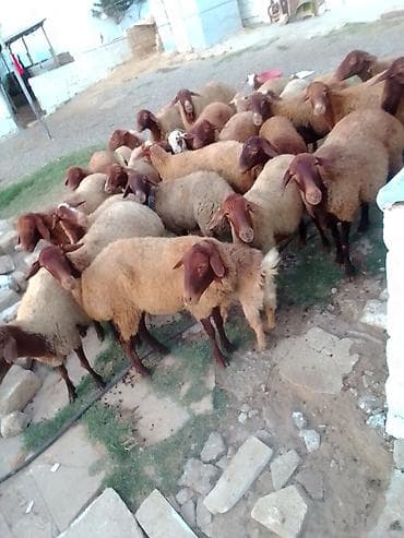 ucuz colpalar: 27 baş kom heyvan satılır istəyən olsa yazsın videosunu atım baxın — 2
