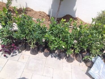 Qızıl güllər dipçək gülləri həmişə yaşıl kolları zəhmət olmasa