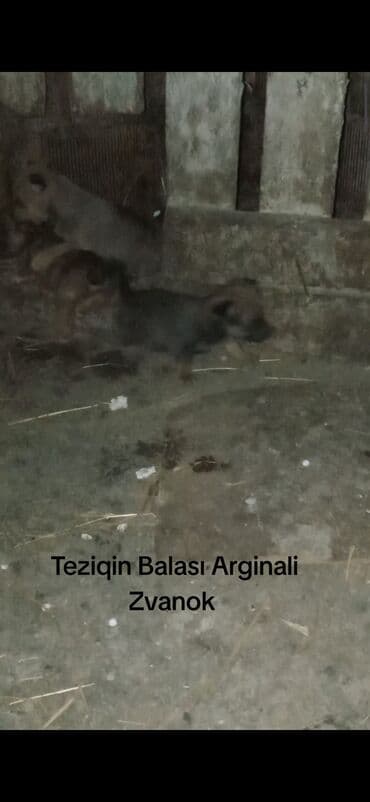 пекинес цена в баку: Звонок — 2