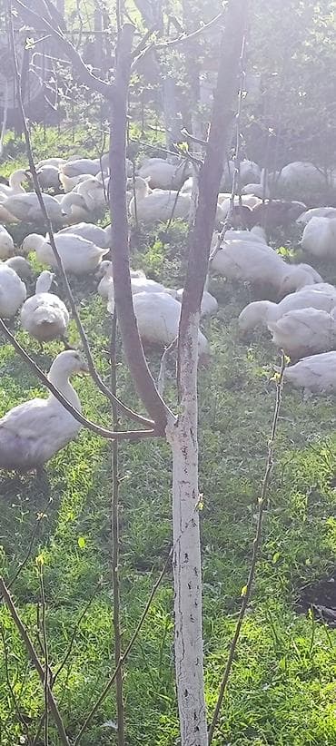 ağ pişik: Məhsul: Ağ ördəklər (sürü halında) Təsvir: - Açıq məkanda otlaqda — 2