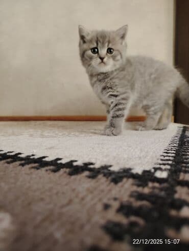 balaca qaz: Şotland, Dişi — 4