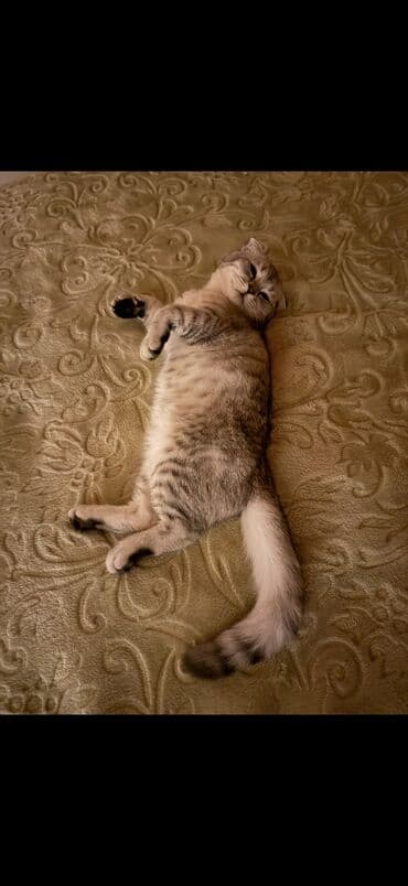 pişik latoku: Şotland yastı qulaq, Erkək, Yaxşı əllərə, Ünvandan götürmə — 5