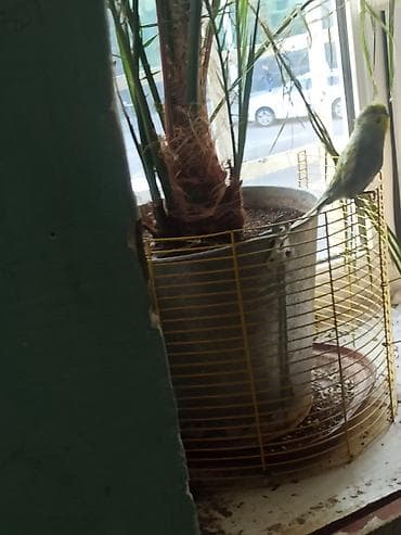 oğlan tutuquşu adları: Popuqay porodası volnistıy oğlandı adı nemo 4aylıq popuqaydı — 4