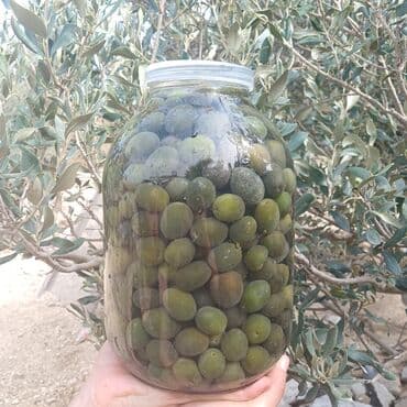 zeytun ağaci: Zeytun turşusu(şorabası) — 1