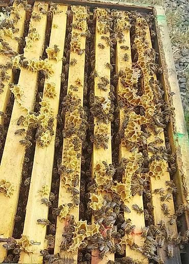 arı qutusu: Arılar 7 ramkada dolu super güclü arılardır 4_5 ramka qurddur 10 günə — 5