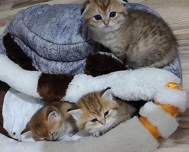 it heyvan: Qızıl şinşilla, Erkək, Yaxşı əllərə, Ünvandan götürmə — 9