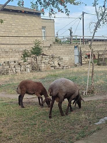 2eded Damazlıq– yerli cins satılır və ya kecilerle dəyişilir ünvan — 3