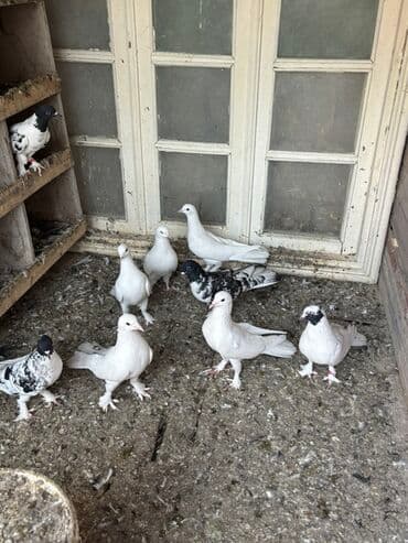 Məhsul: Qüvvəli uçuş xüsusiyyətlərinə malik ev göyərçinləri (bir neçə lalafo.az -da Məhsul: Qüvvəli uçuş xüsusiyyətlərinə malik ev göyərçinləri (bir neçə