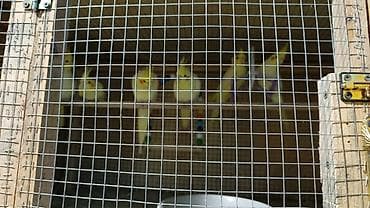 korella cüt: Tutuquşları — 3