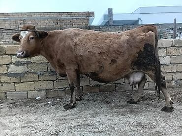 Keçilər, çəpişlər: Südlük inək. Hazırda satılır. Qiymət razılaşma ilə — 3